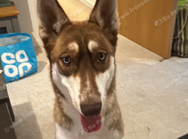 Luna - german shepherd x husky