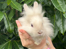 Last Lionhead Baby