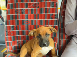 Urgently needed to rehome