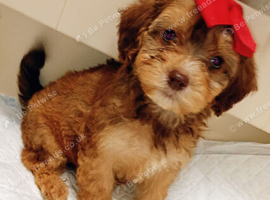 unusual shihpoo puppies