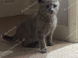 Russian Blue female Kitten For Sale 16 weeks