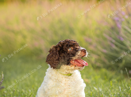 Spanish Water Dog RKC register