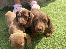 3 beautiful puppies for sale