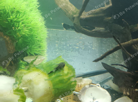 Bristol Noes plecs