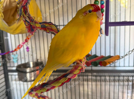 Kakariki parakeet