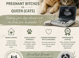 Bitch or Queen Ultrasound scanning