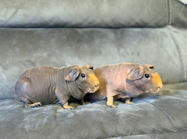 Skinny pig girls adult retired breeding sows pair