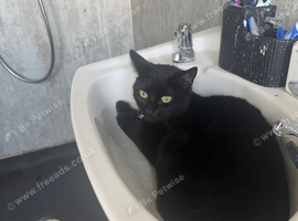Cat need rehomed
