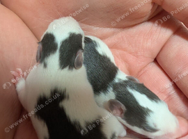 Mixed Dumbo Standard baby rats