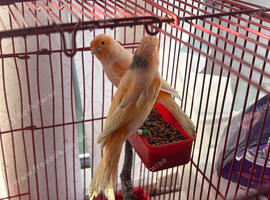 Red factor canaries