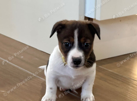 Traditional mini Jack Russell pups