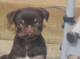 Chocolate and tan female pug