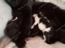 Black female kitten for sale