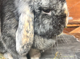 Mum and daughter mini lops