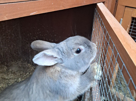 Male rabbits