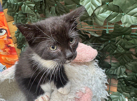 VERY LOVING BOY KITTEN READY NOW