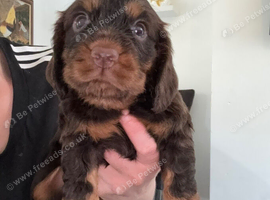 Fantastic working cocker spaniels