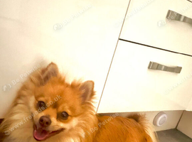 Charly 1 year old