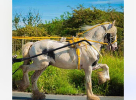 12.2hh 10 yr old ride and drive stepping cob