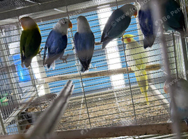 Baby lovebirds Glasgow