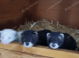 Ferret kits ready