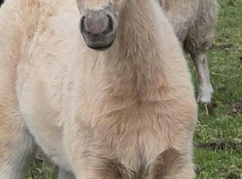 Beautiful palomino