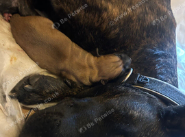 German X Dutch Shepherd puppies