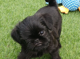 Griffon bruxelles x affanpincer