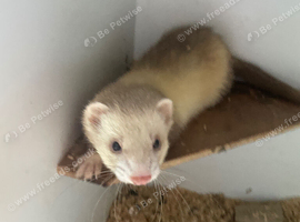 Ferret