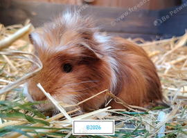 Beautiful Guinea pigs available now