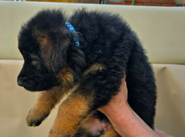 Long haired german shepherd puppies
