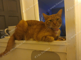 Female ginger cat 1 year old
