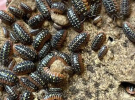 Montenegro Clown Isopods (Armadilldium Klugii)