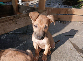 Lurcher pups