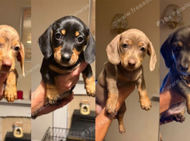 KC miniature daschund puppies stunning colours