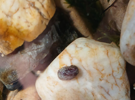 Nerite snails