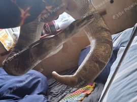 Royal python male.