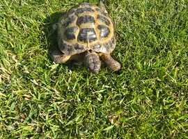 Russian tortoise