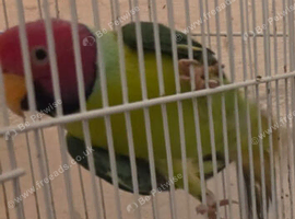 Conure Pineapple