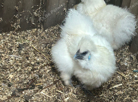 Silkie and other hens
