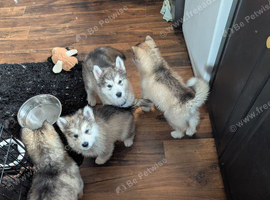 3 left KC Reg Alaskan Malamute Puppies