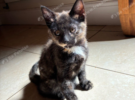 Lovely kitten for sale
