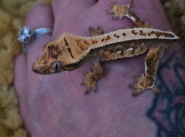 Crested gecko full set up