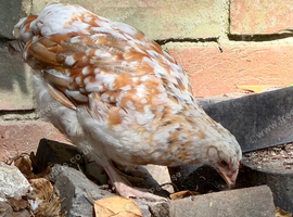 Swedish Flower Hen Pullets 2026