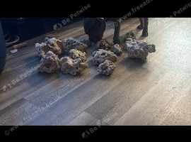 Coral rock for sale