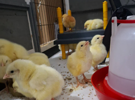 Meat chicks , hubbards,