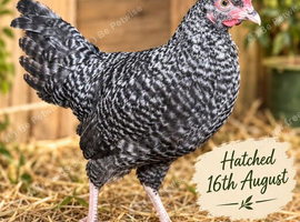 F2 Olive egg layer cockerel