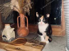 Female kitten