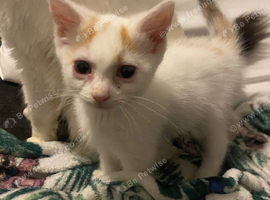 Kittens