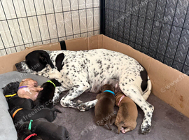 Staffy x sharpei puppys
